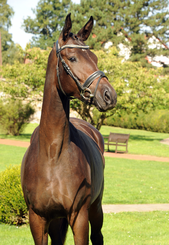 Valentiana - Trakehner Stute von His Moment u.d. Valentine v. High Motion -  Foto: Beate Langels - Trakehner Gestt Hmelschenburg