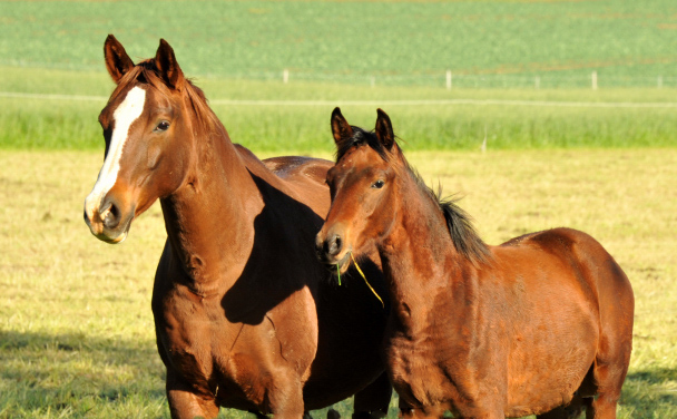 Klassic Touch - Stutfohlen von Oliver Twist u.d. Pr. u. StPrSt. Klassic v. Freudenfest u.d. Elitestute Kassuben v. Enrico Caruso - Gestt Hmelschenburg - Beate Langels