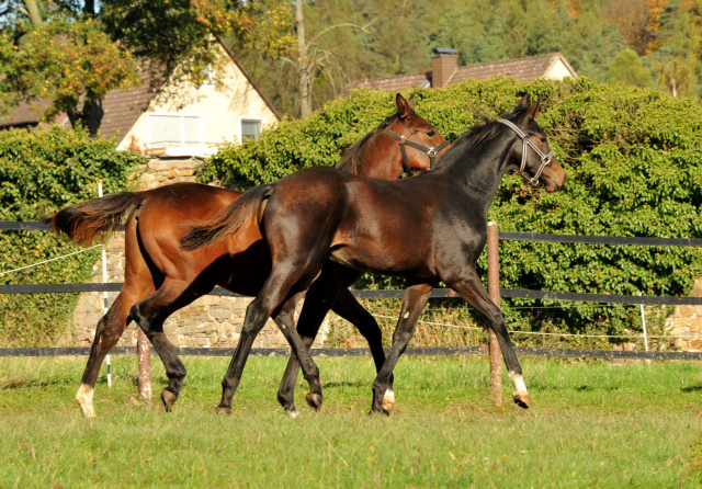 Unsere Absetzter von Saint Cyr x Easy Game und Showmaster x Exclusiv - Hmelschenburg im Oktober 2013, Foto: Beate Langels, Trakehner Gestt Hmelschenburg - Beate Langels