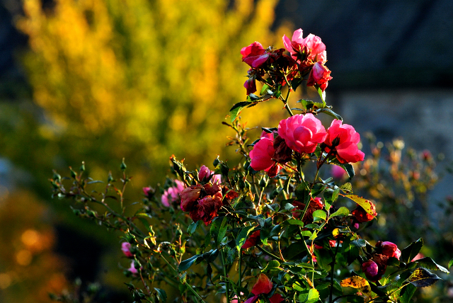 Hmelschenburger Beschler SUMMERTIME von Michelangelo - Arogno am 27.10.2015  - Foto Beate Langels - Trakehner Gestt Hmelschenburg
