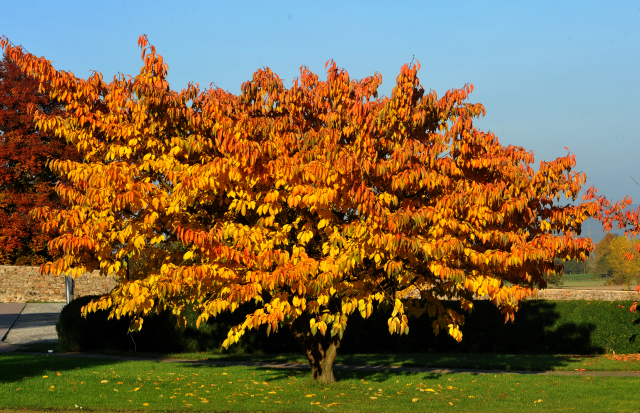 Hmelschenburger Beschler SUMMERTIME von Michelangelo - Arogno am 27.10.2015  - Foto Beate Langels - Trakehner Gestt Hmelschenburg