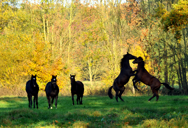 Hmelschenburger Jhrlingshengste am 27.10.2015  - Foto Beate Langels - Trakehner Gestt Hmelschenburg