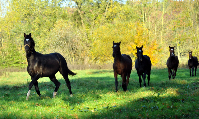 Hmelschenburger Jhrlingshengste am  27.10.2015  - Foto Beate Langels - Trakehner Gestt Hmelschenburg
