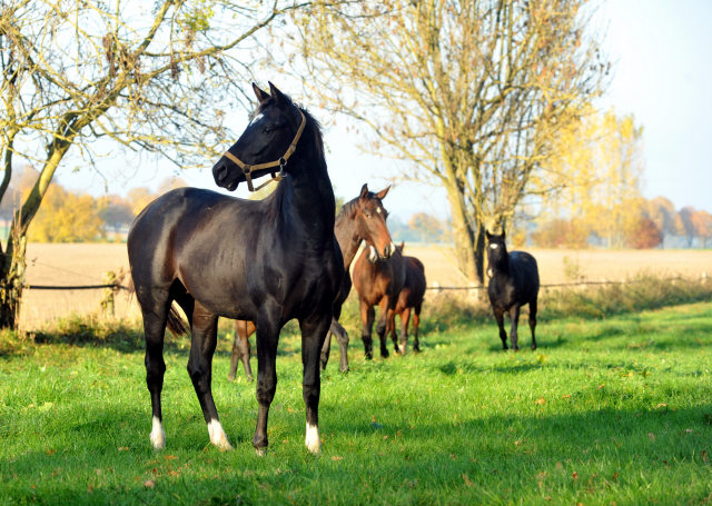 Hmelschenburger Jhrlingshengste am 27.10.2015  - Foto Beate Langels - Trakehner Gestt Hmelschenburg