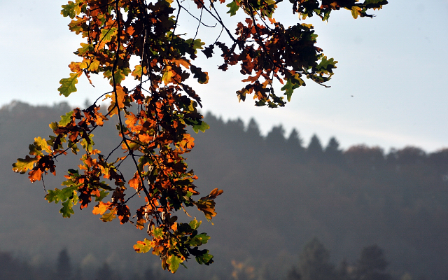 Hmelschenburgs Goldener Oktober am 27.10.2015  - Foto Beate Langels - Trakehner Gestt Hmelschenburg
