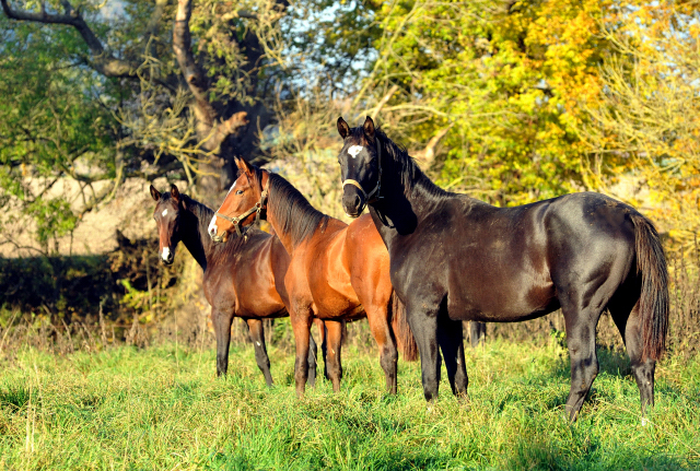 Hmelschenburger Jhrlingshengst am  27.10.2015  - Foto Beate Langels - Trakehner Gestt Hmelschenburg
