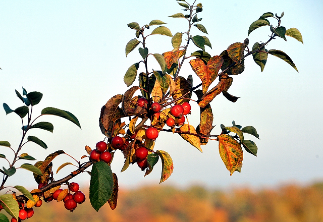 Hmelschenburger Herbst am 27.10.2015  - Foto Beate Langels - Trakehner Gestt Hmelschenburg