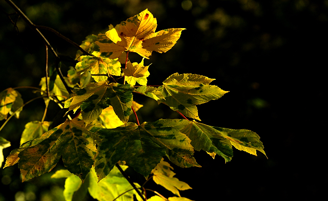 Hmelschenburgs Goldener Oktober am 27.10.2015  - Foto Beate Langels - Trakehner Gestt Hmelschenburg