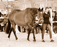 Elitestute Gloriette im Alter von 28 Jahren, Foto: Beate Langels - Gestüt Hämelschenburg