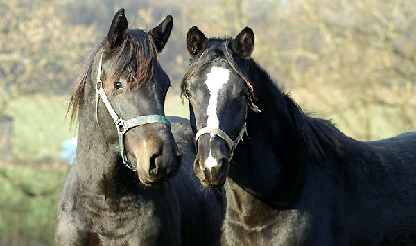 Jhrlingshengste v. Summertime u.d. Sankt Helena v. Alter Fritz  und  Hengst v. Kostolany u.d. Mohnblte v. Hohenstein