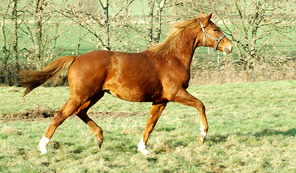 als Jhrling auf der Hengstweide - Trakehner Gestt Hmelschenburg, 27. Dezember 2008