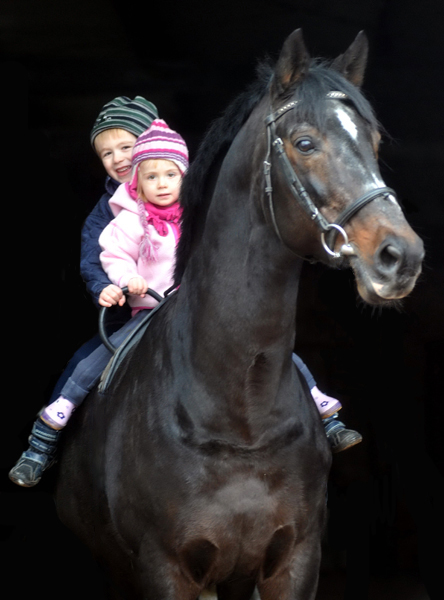 Exclusiv von Starway x Zauberklang - mit Jasper und Greta - Jahreswechsel 2011 / 2012 - Trakehner Gestt Hmelschenburg