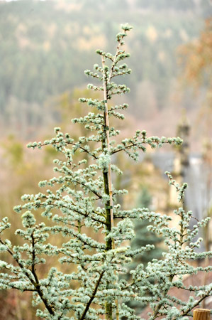 im Dezember 2012, Foto: Beate Langels, Trakehner Gestt Hmelschenburg - Beate Langels