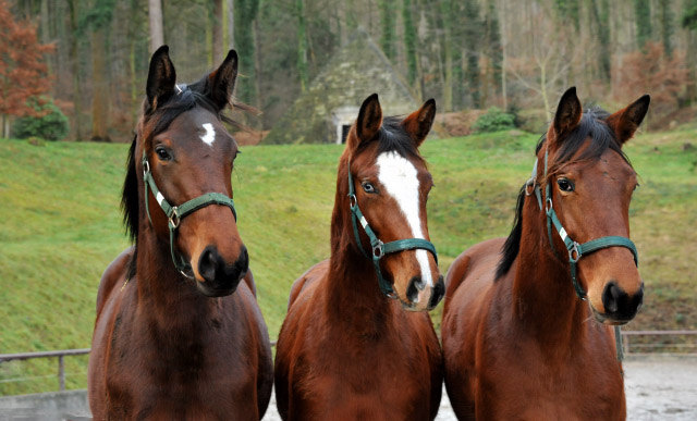 Jhrlingsstuten Schwalbenlicht, Klassic Blue und Gulietta im Dezember 2012, Foto: Beate Langels, Trakehner Gestt Hmelschenburg - Beate Langels