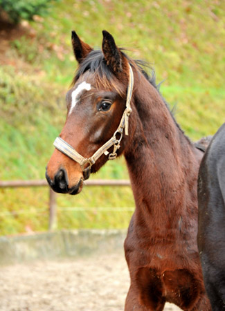 Hengstfohlen von Summertime u.d. Elitestute Schwalbenspiel v. Exclusiv - Gestt Hmelschenburg am 27. Dezember 2012, Foto: Beate Langels, Trakehner Gestt Hmelschenburg - Beate Langels