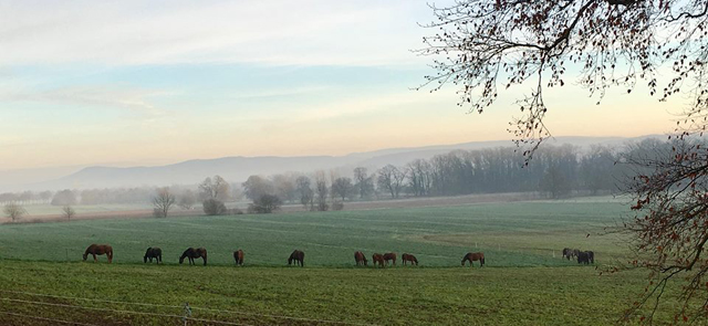 Trakehner Gestt Hmelschenburg - Beate Langels