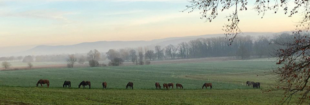 Dezember - Impressionen - Trakehner Gestt Hmelschenburg 2018 - Foto: Beate Langels