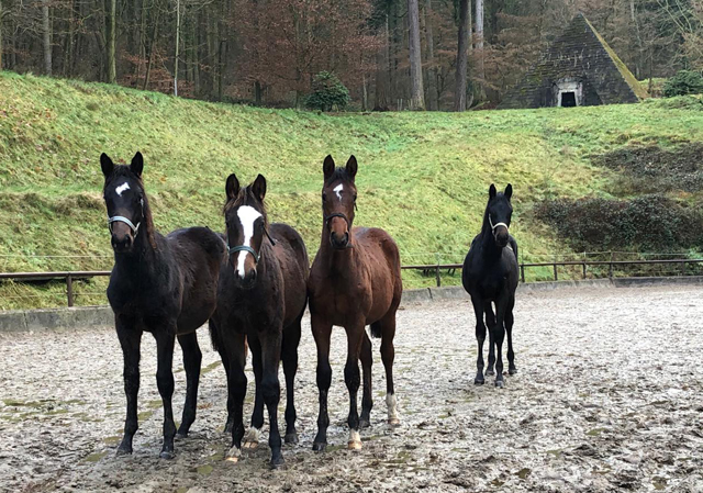 Die jungen Hengste am 27.12.2019 - Trakehner Gestt Hmelschenburg -  Foto Pia Elger