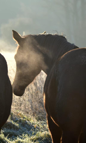 Junge High Motion Tchter in den Emmerwiesen am 27.12.2019 - Trakehner Gestt Hmelschenburg -  Foto Pia Elger