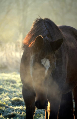 Junge High Motion Tchter in den Emmerwiesen am 27.12.2019 - Trakehner Gestt Hmelschenburg -  Foto Pia Elger