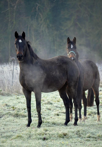 Junge High Motion Tchter in den Emmerwiesen am 27.12.2019 - Trakehner Gestt Hmelschenburg -  Foto Pia Elger