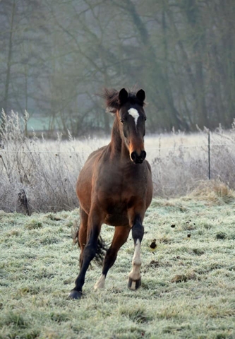 Junge High Motion Tchter in den Emmerwiesen am 27.12.2019 - Trakehner Gestt Hmelschenburg -  Foto Pia Elger