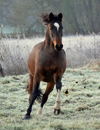 Impressionen vom Dezember 2019 - Trakehner Gestt Hmelschenburg 2019 - Foto: Beate Langels