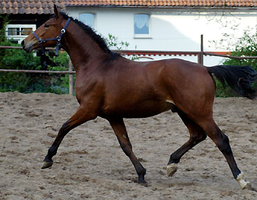 Trakehner Gelding by Showmaster out of Zaubermelodie by Tuareg - Mahagoni