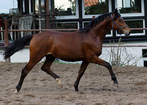 Zweijhriger Trakehner Wallach von Showmaster x Tuareg, Foto: Beate Langels, Trakehner Gestt Hmelschenburg