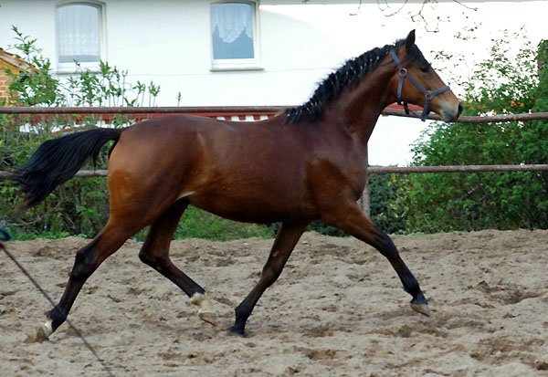 Zweijhriger Trakehner Wallach von Showmaster x Tuareg, Foto: Beate Langels, Trakehner Gestt Hmelschenburg