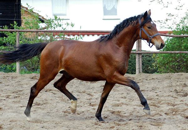 Zweijhriger Trakehner Wallach von Showmaster x Tuareg, Foto: Beate Langels, Trakehner Gestt Hmelschenburg