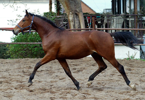 Zweijhriger Trakehner Wallach von Showmaster x Tuareg, Foto: Beate Langels, Trakehner Gestt Hmelschenburg