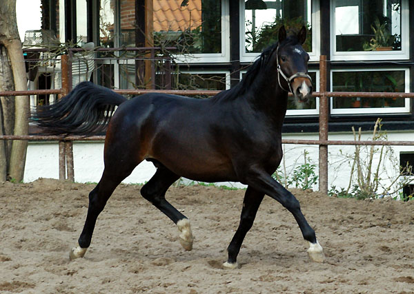 Trakehner Gelding by Kostolany out of Olympia by Le Duc, Foto: Beate Langels Gestt Hmelschenburg