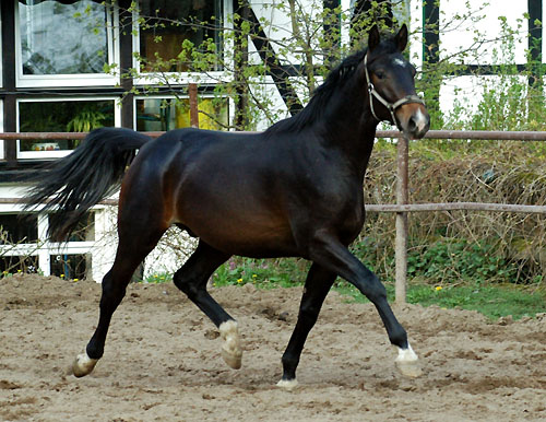 Trakehner Gelding by Kostolany out of Olympia by Le Duc, Foto: Beate Langels Gestt Hmelschenburg