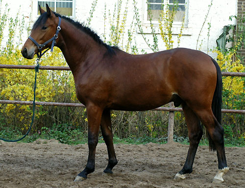 Zweijhriger Trakehner Wallach von Showmaster x Tuareg, Foto: Beate Langels, Trakehner Gestt Hmelschenburg