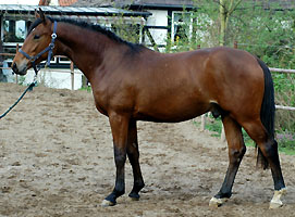 Zweijhriger Trakehner Wallach von Showmaster x Tuareg, Foto: Beate Langels, Trakehner Gestt Hmelschenburg