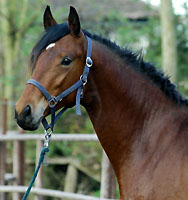 Zweijhriger Trakehner Wallach von Showmaster x Tuareg, Foto: Beate Langels, Trakehner Gestt Hmelschenburg