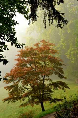 Hmelschenburg - im September 2013, Foto: Beate Langels, Trakehner Gestt Hmelschenburg - Beate Langels