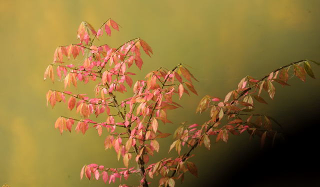Hmelschenburg - im September 2013, Foto: Beate Langels, Trakehner Gestt Hmelschenburg - Beate Langels