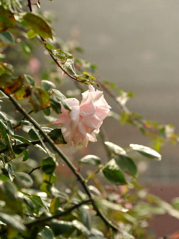 Hmelschenburg - im September 2013, Foto: Beate Langels, Trakehner Gestt Hmelschenburg - Beate Langels