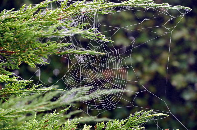 Hmelschenburg - im September 2013, Foto: Beate Langels, Trakehner Gestt Hmelschenburg - Beate Langels