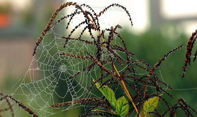 Hmelschenburg - im September 2013, Foto: Beate Langels, Trakehner Gestt Hmelschenburg - Beate Langels