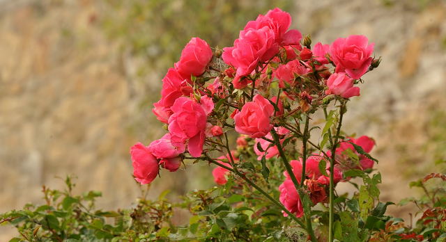 Hmelschenburg - im September 2013, Foto: Beate Langels, Trakehner Gestt Hmelschenburg - Beate Langels