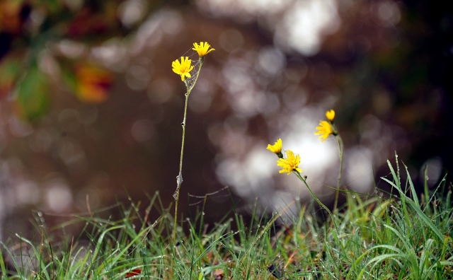 Hmelschenburg - im September 2013, Foto: Beate Langels, Trakehner Gestt Hmelschenburg - Beate Langels