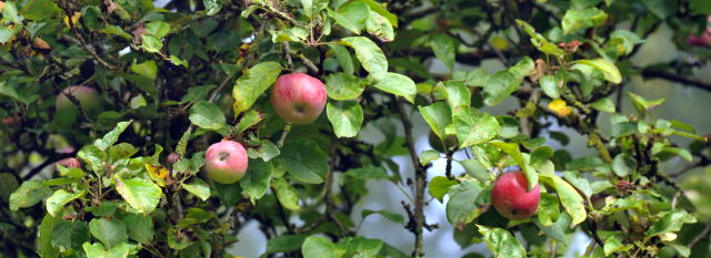 Hmelschenburg - im September 2013, Foto: Beate Langels, Trakehner Gestt Hmelschenburg - Beate Langels