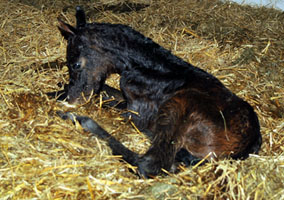 Stutfohlen von Grand Corazon u.d. Pr. u. StPrSt. Schwalbenfeder v. Summertime