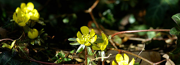 Trakehner Gestt Hmelschenburg, Beate Langels