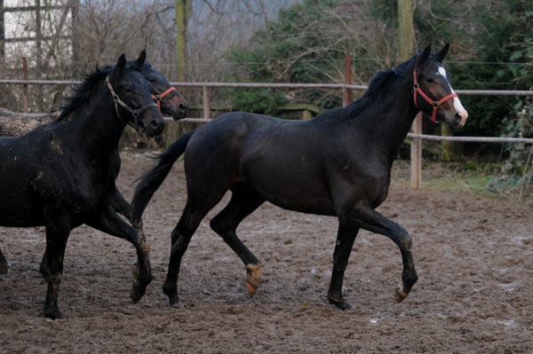 Trakehner Hengst von Symont u.d. Pr. u. StPrSt. Guendalina v. Red Patrick xx