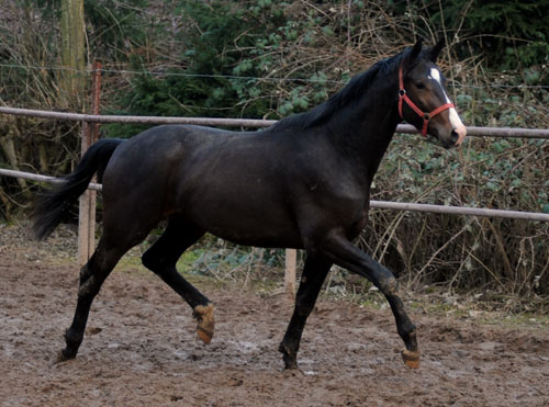 Trakehner Hengst von Symont u.d. Pr. u. StPrSt. Guendalina v. Red Patrick xx