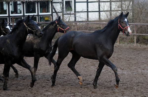 Trakehner Hengst von Symont u.d. Pr. u. StPrSt. Guendalina v. Red Patrick xx